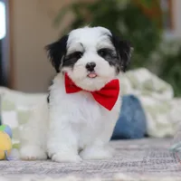 Carson, a male Morkie for sale in Baltic, OH – Photo 7 of 10