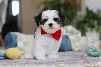 Carson, a male Morkie for sale in Baltic, OH – Photo 7 of 10