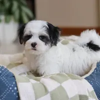 Carson, a male Morkie for sale in Baltic, OH – Photo 9 of 10