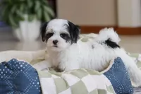 Carson, a male Morkie for sale in Baltic, OH – Photo 9 of 10