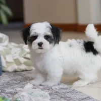 Carson, a male Morkie for sale in Baltic, OH – Photo 6 of 10