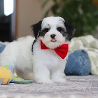 Carson, a male Morkie for sale in Baltic, OH – Photo 8 of 10
