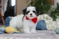 Carson, a male Morkie for sale in Baltic, OH – Photo 8 of 10