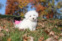 Ozzy, a male Maltese for sale in Baltic, OH – 4 of 9
