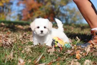 Colby, a male Maltese for sale in Baltic, OH – 2 of 10