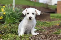 Eddy, a male Morkie for sale in Baltic, OH – 2 of 9