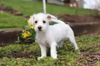 Eddy, a male Morkie for sale in Baltic, OH – 7 of 9