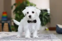 Eddy, a male Morkie for sale in Baltic, OH – Photo 4 of 9