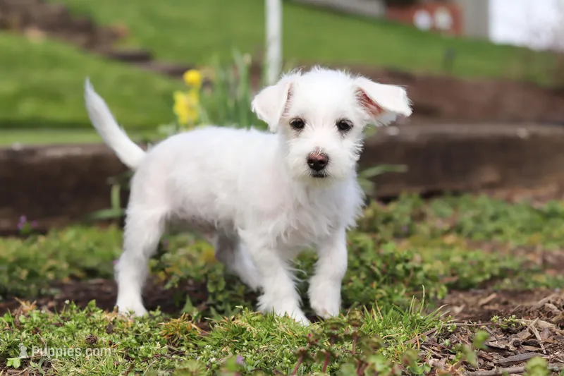 Eddy – Morkie puppy for sale in Baltic, OH
