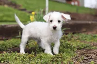 Eddy, a male Morkie for sale in Baltic, OH – 1 of 9
