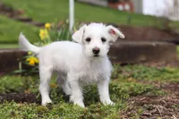 Eddy, a male Morkie for sale in Baltic, OH – 9 of 9