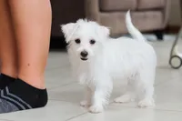 Eddy, a male Morkie for sale in Baltic, OH – Photo 6 of 9