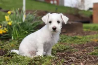 Eddy, a male Morkie for sale in Baltic, OH – 5 of 9