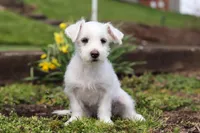 Eddy, a male Morkie for sale in Baltic, OH – 4 of 9