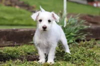 Eddy, a male Morkie for sale in Baltic, OH – 6 of 9