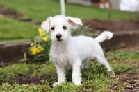 Eddy, a male Morkie for sale in Baltic, OH – 8 of 9
