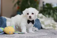 processed/c53785bd-e574-4ca2-80a5-e5457a245e79/listing/5a609c44-6289-4dfa-8bcf-a9485f69f646/bb60214a-8997-412d-b70d-d50277ea23a0