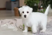 Eddy, a male Morkie for sale in Baltic, OH – Photo 5 of 9