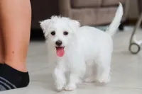 Eddy, a male Morkie for sale in Baltic, OH – Photo 7 of 9