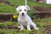 Eddy, a male Morkie for sale in Baltic, OH – 3 of 9