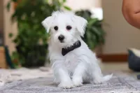 Eddy, a male Morkie for sale in Baltic, OH – Photo 2 of 9