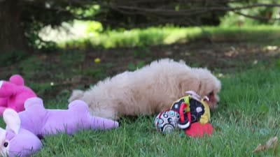 Annie, a female Maltipoo for sale in Baltic, OH – 10 of 10