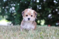 Jana, a female Morkie for sale in Baltic, OH – 4 of 10