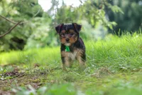 Bobby, a male Yorkshire Terrier for sale in Baltic, OH – 7 of 9