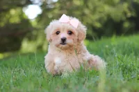 Annie, a female Maltipoo for sale in Baltic, OH – 4 of 10