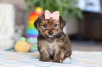 Janie, a female Morkie for sale in Baltic, OH – Photo 1 of 5