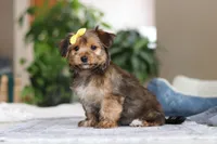 Janie, a female Morkie for sale in Baltic, OH – Photo 5 of 8