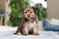 Janie, a female Morkie for sale in Baltic, OH – Photo 7 of 8