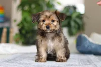 Janie, a female Morkie for sale in Baltic, OH – Photo 2 of 8