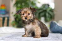 Janie, a female Morkie for sale in Baltic, OH – Photo 1 of 8