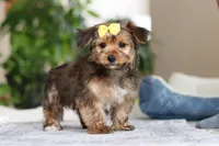 Janie, a female Morkie for sale in Baltic, OH – Photo 3 of 8