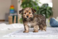 Janie, a female Morkie for sale in Baltic, OH – Photo 6 of 8