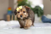 Janie, a female Morkie for sale in Baltic, OH – Photo 4 of 8