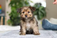 Janie, a female Morkie for sale in Baltic, OH – Photo 8 of 8