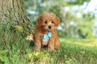Conner, a male Maltipoo for sale in Baltic, OH – 3 of 10