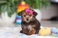 Samantha, a female Morkie for sale in Baltic, OH – Photo 4 of 8
