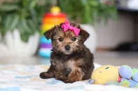 Samantha, a female Morkie for sale in Baltic, OH – Photo 1 of 8