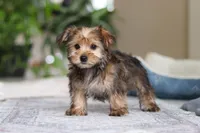 Samantha, a female Morkie for sale in Baltic, OH – Photo 9 of 10