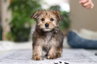 Samantha, a female Morkie for sale in Baltic, OH – Photo 4 of 10