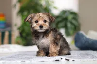 Samantha, a female Morkie for sale in Baltic, OH – Photo 6 of 10