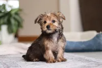 Samantha, a female Morkie for sale in Baltic, OH – Photo 2 of 10