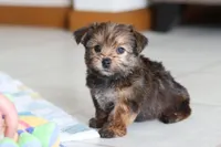 Samantha, a female Morkie for sale in Baltic, OH – Photo 2 of 8