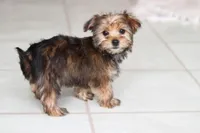 Samantha, a female Morkie for sale in Baltic, OH – Photo 3 of 10