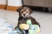 Samantha, a female Morkie for sale in Baltic, OH – Photo 6 of 8