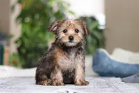 Samantha, a female Morkie for sale in Baltic, OH – Photo 8 of 10