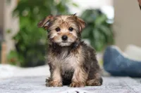 Samantha, a female Morkie for sale in Baltic, OH – Photo 10 of 10